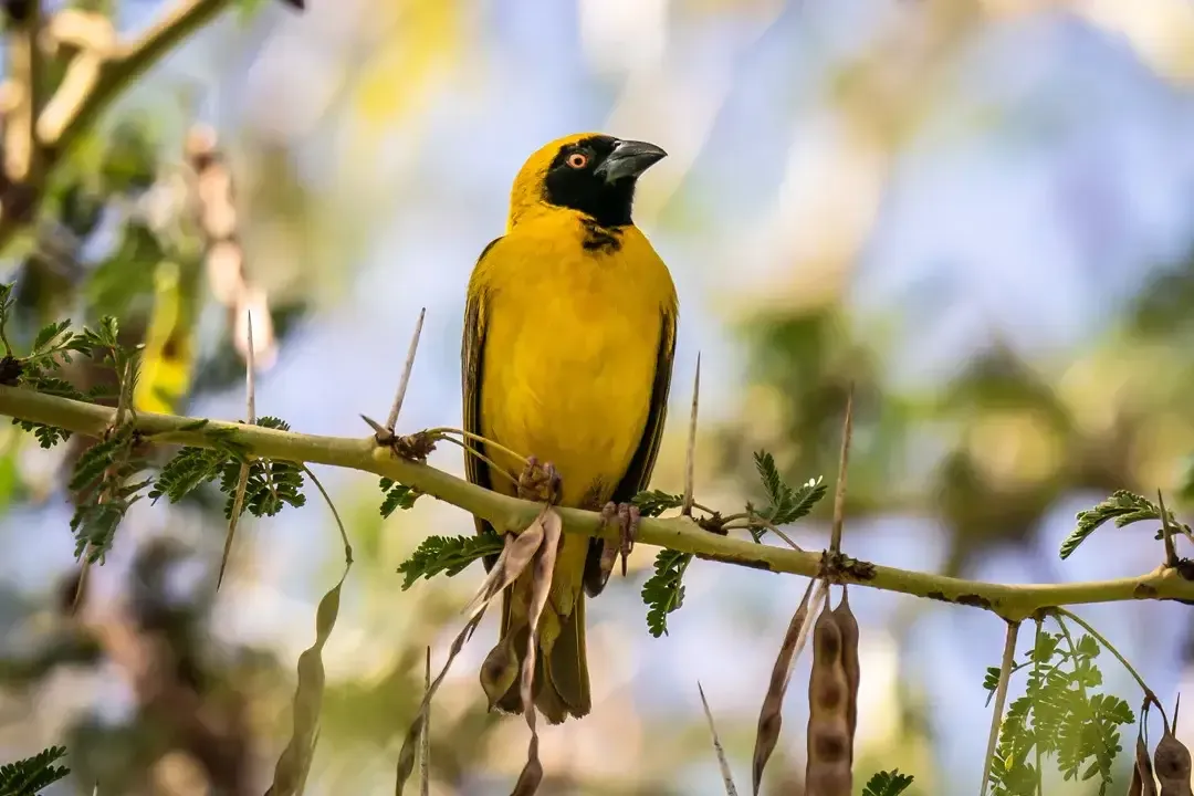 Birdwatching