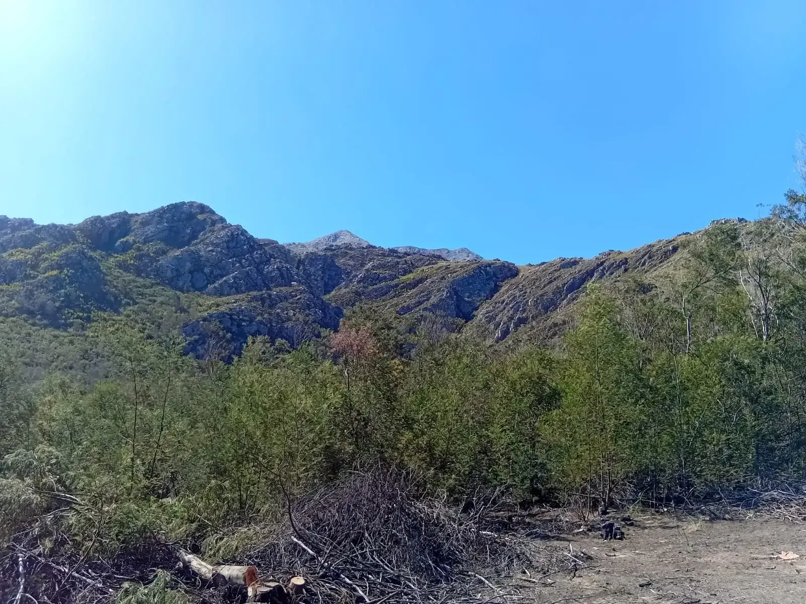 Bosvark (Wildsite)